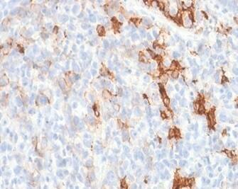NGFR/TNFRSF16/p75NTR Antibody (NGFR/1997R) - Azide and BSA Free