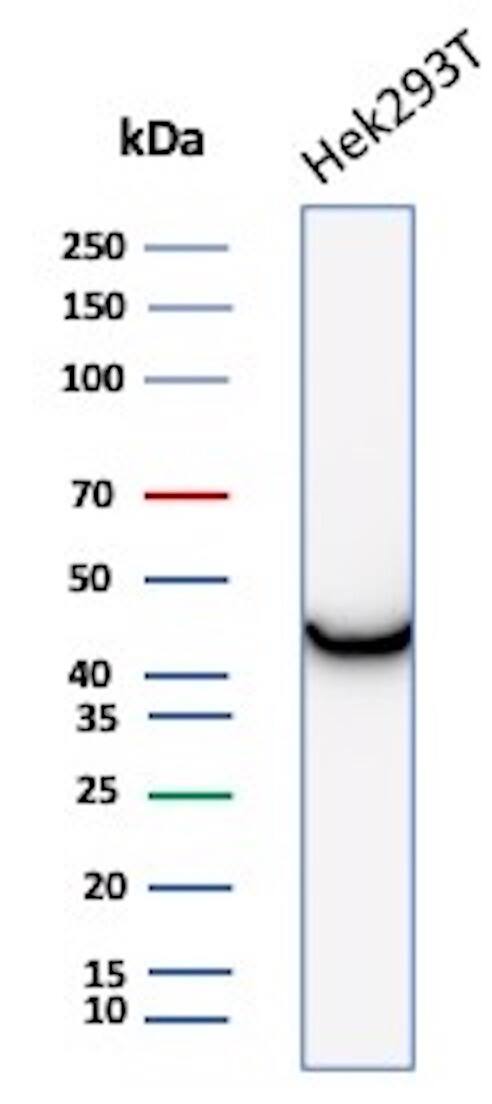 Creatine Kinase BB Antibody (CKBB/8306R) - Azide and BSA Free