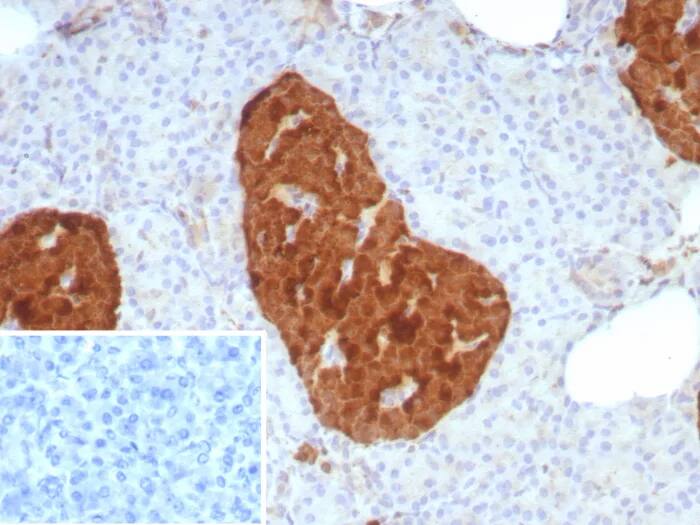 Enolase 2/Neuron-specific Enolase Antibody (rENO/8857) - Azide and BSA Free