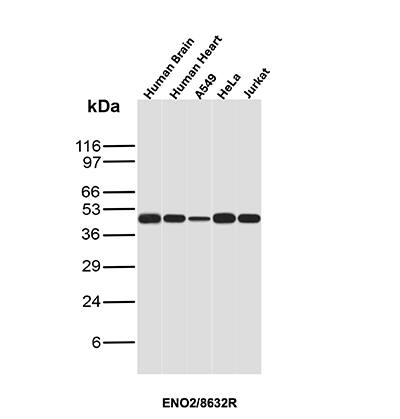 Enolase 2/Neuron-specific Enolase Antibody (ENO/8632R) - Azide and BSA Free