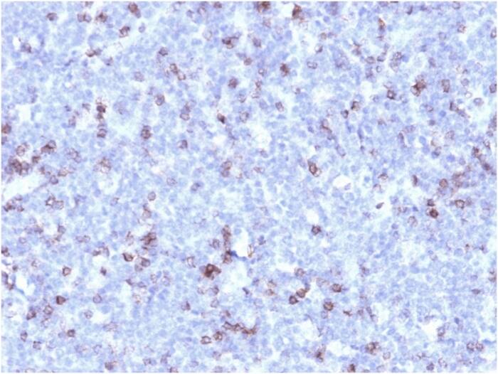 CD43/Sialophorin Antibody (rSPN/1094) - Azide and BSA Free