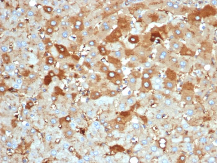 Albumin Antibody (rALB/6414) - Azide and BSA Free