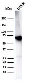 Albumin Antibody (rALB/6414) - Azide and BSA Free