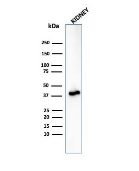 alpha-Methylacyl-CoA Racemase/AMACR Antibody (rAMACR/6369) - Azide and BSA Free