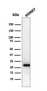 Ferritin Light Chain Antibody (rFTL/1388) - Azide and BSA Free