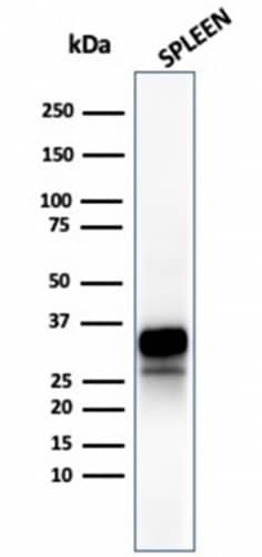 Granzyme B Antibody (rGZMB/4538) - Azide and BSA Free