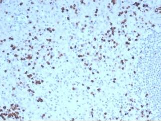 Granzyme B Antibody (GZMB/4539R) - Azide and BSA Free
