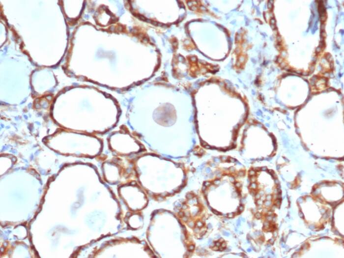 HSP27 Antibody (rHSPB1/6489) - Azide and BSA Free