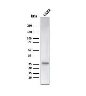 HSP27 Antibody (rHSPB1/6489) - Azide and BSA Free