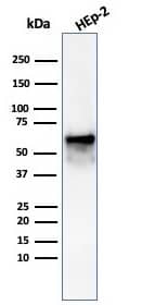 HSP60 Antibody (rHSPD1/6497) - Azide and BSA Free