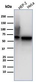 HSP60 Antibody (rHSPD1/6497) - Azide and BSA Free