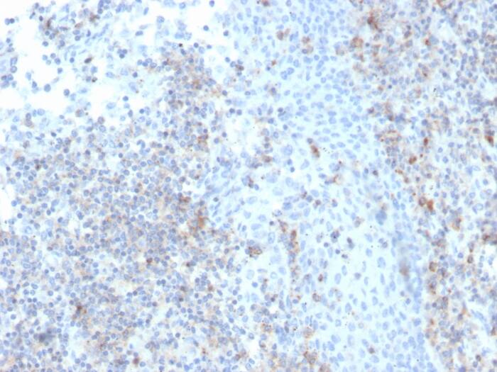 ICAM-3/CD50 Antibody (rICAM3/1019) - Azide and BSA Free