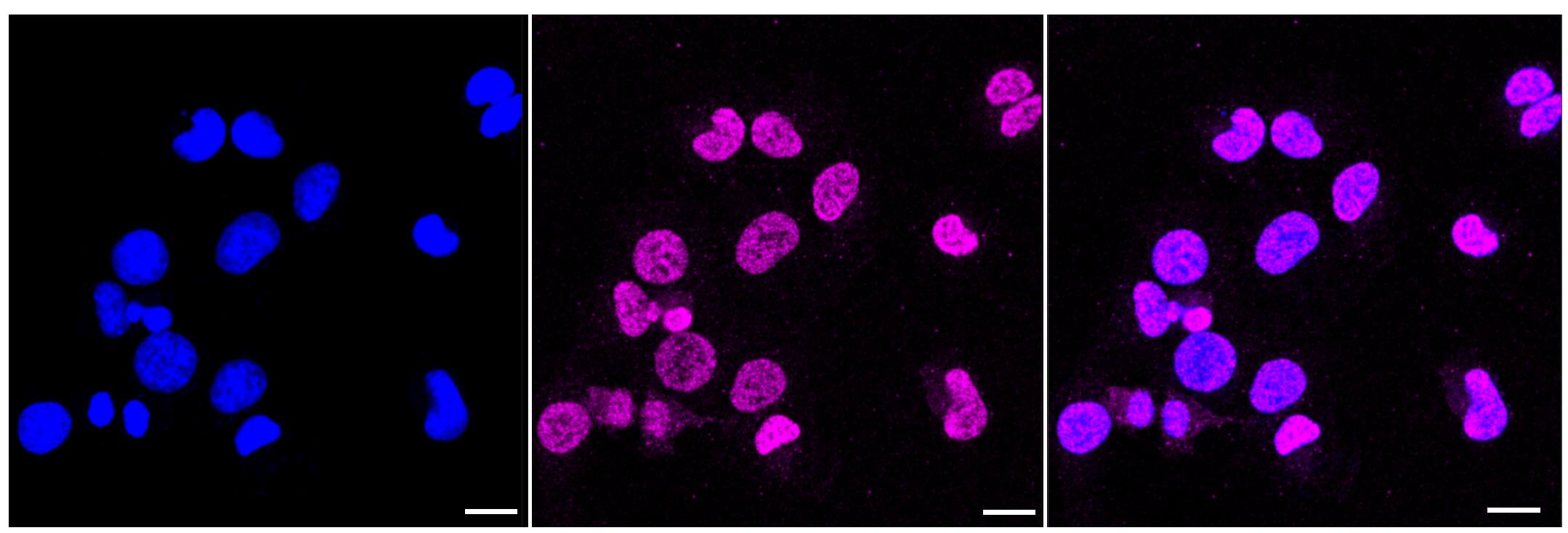 PrPC Antibody (23GB1945)