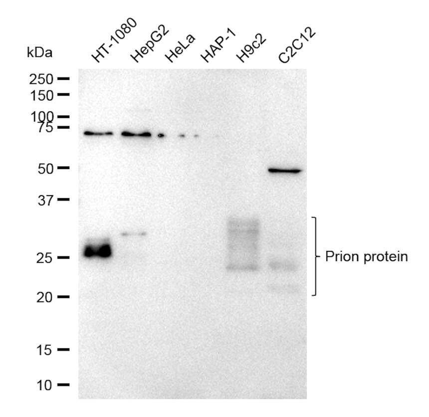 PrPC Antibody (23GB1945)