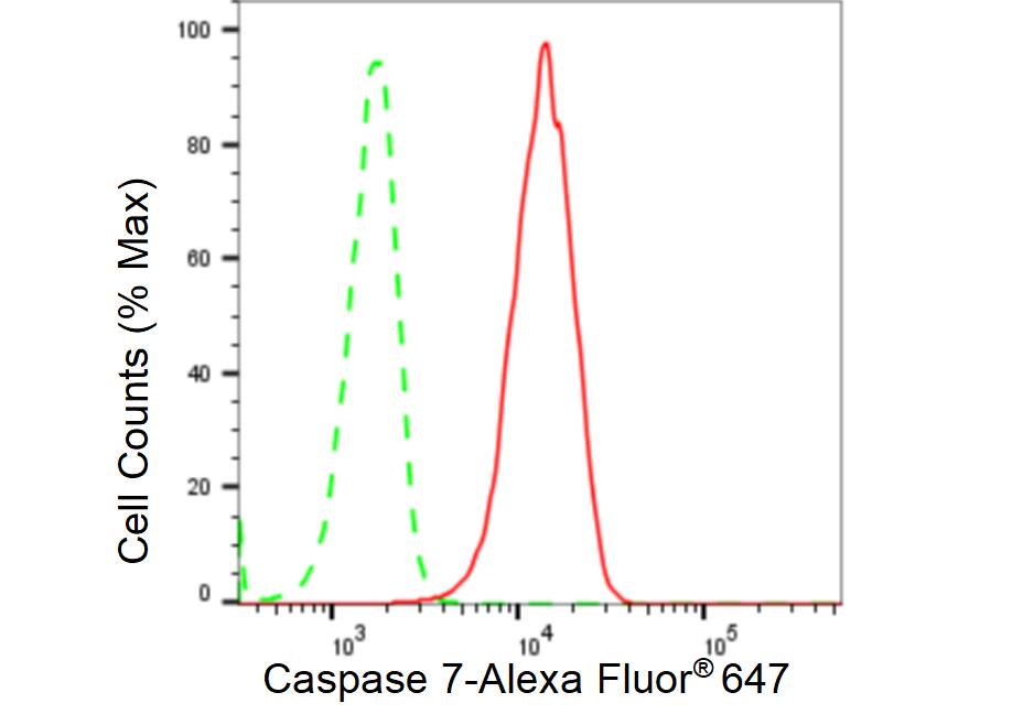 Caspase-7 Antibody (23GB2305)