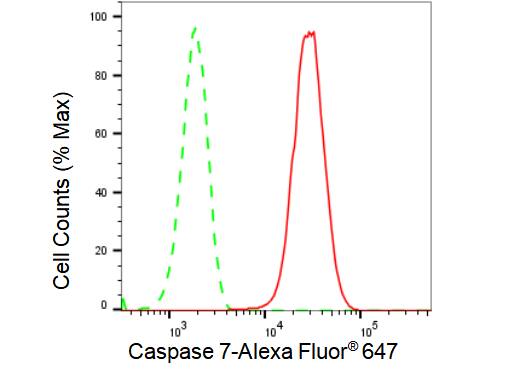Caspase-7 Antibody (23GB2310)