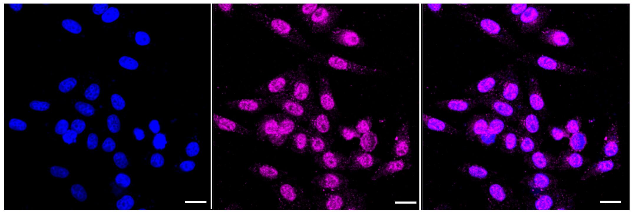 Caspase-7 Antibody (23GB2310)