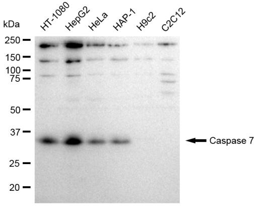 Caspase-7 Antibody (23GB2310)