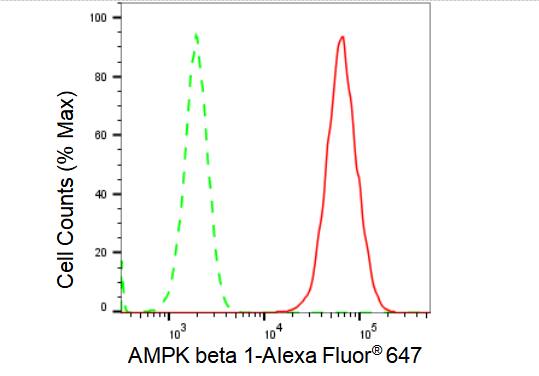 AMPK beta 1 Antibody (23GB2315)