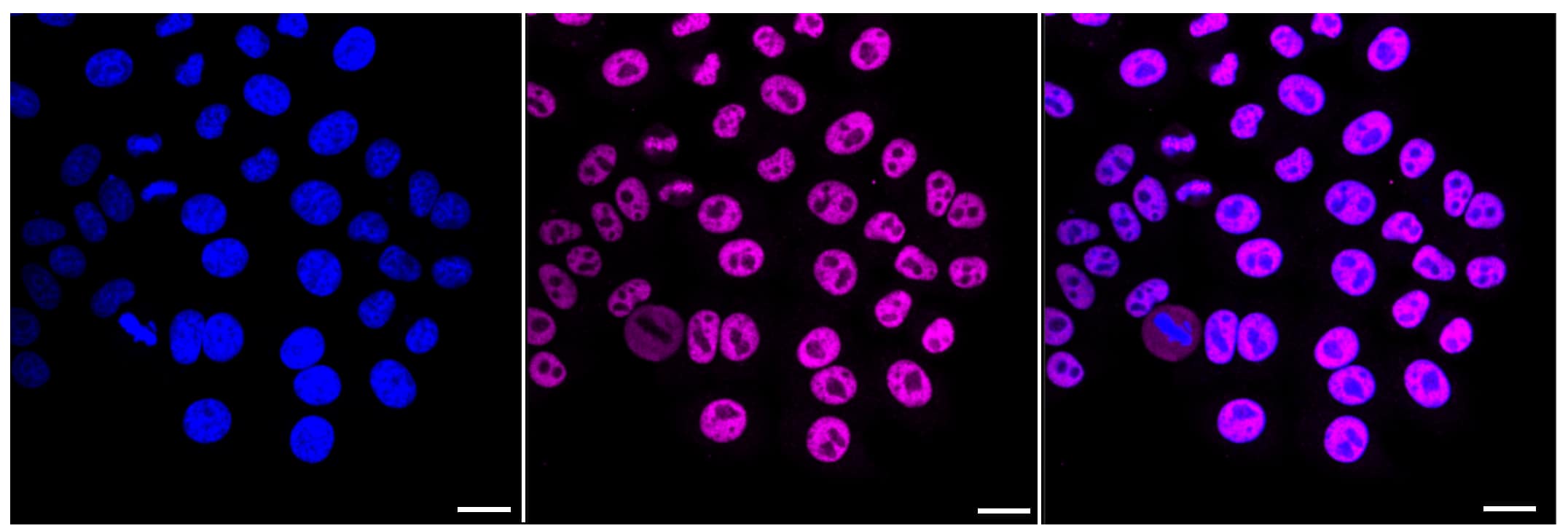 Cdk9 Antibody (23GB1325)