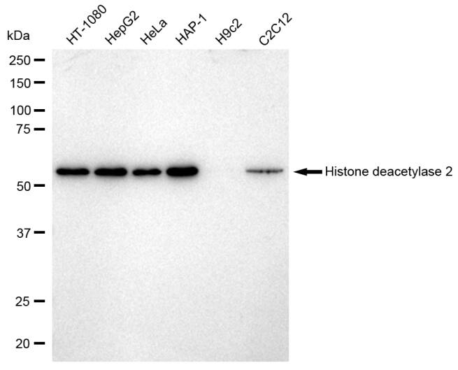 Histone Deacetylase 2/HDAC2 Antibody (23GB2900)