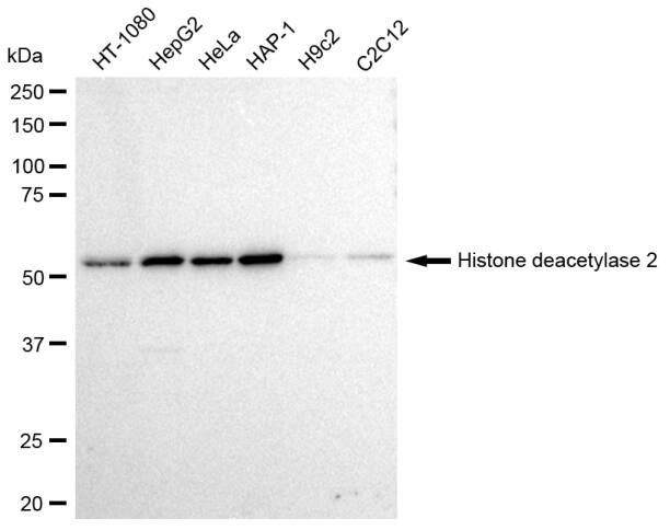 Histone Deacetylase 2/HDAC2 Antibody (23GB2655)