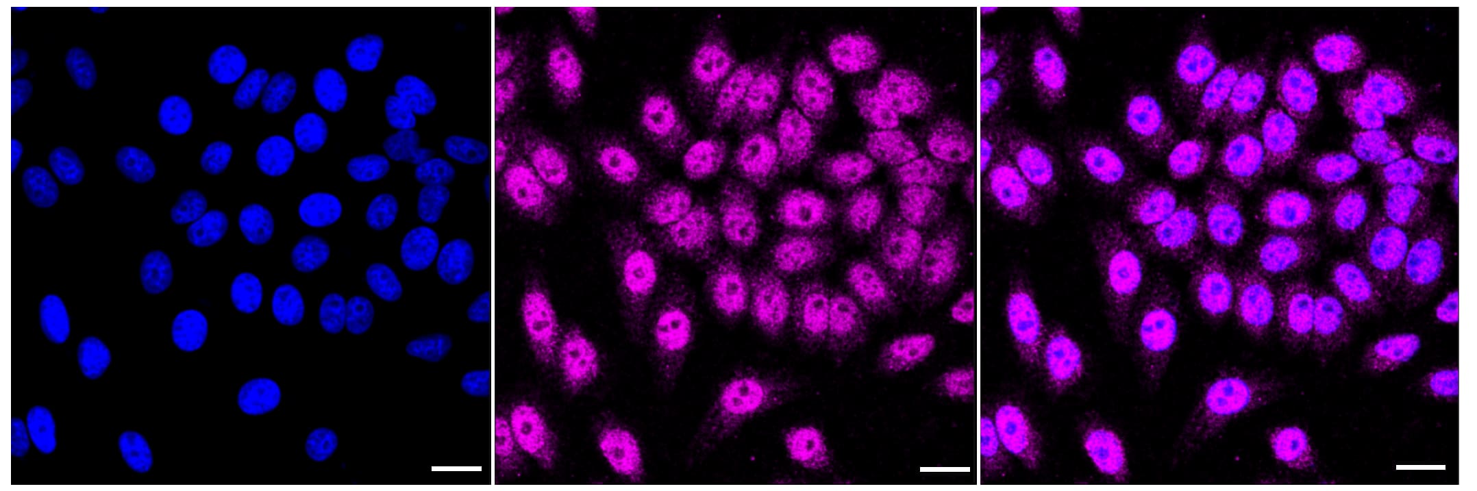 MCM4 Antibody (23GB2495)
