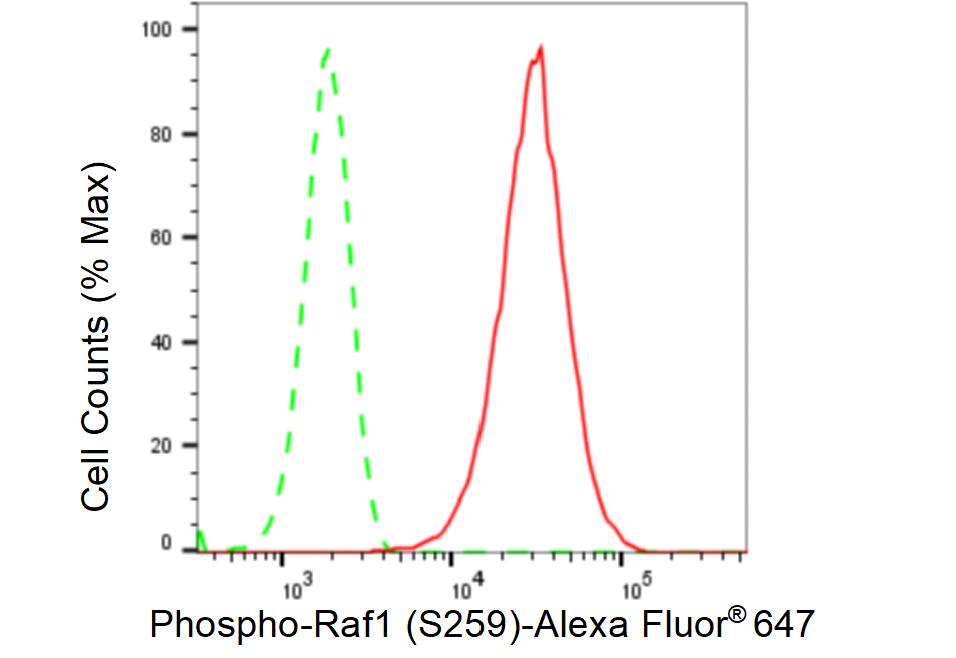 Raf-1 [p Ser259] Antibody (23GB2645)