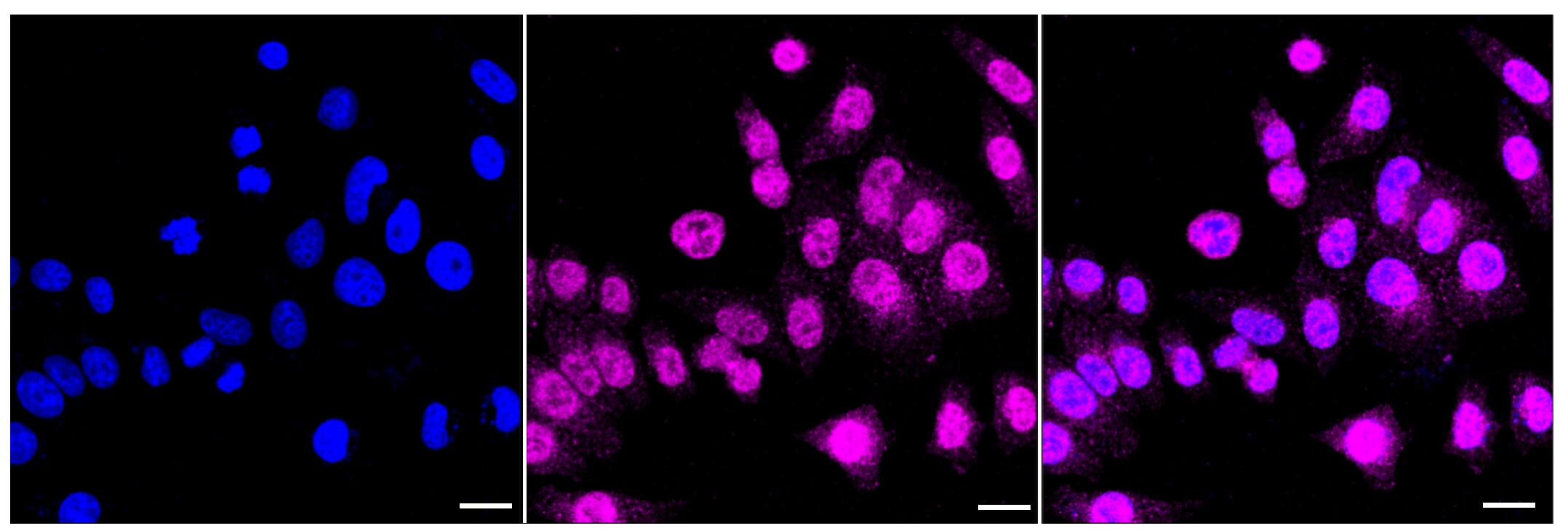 Raf-1 [p Ser259] Antibody (23GB2645)
