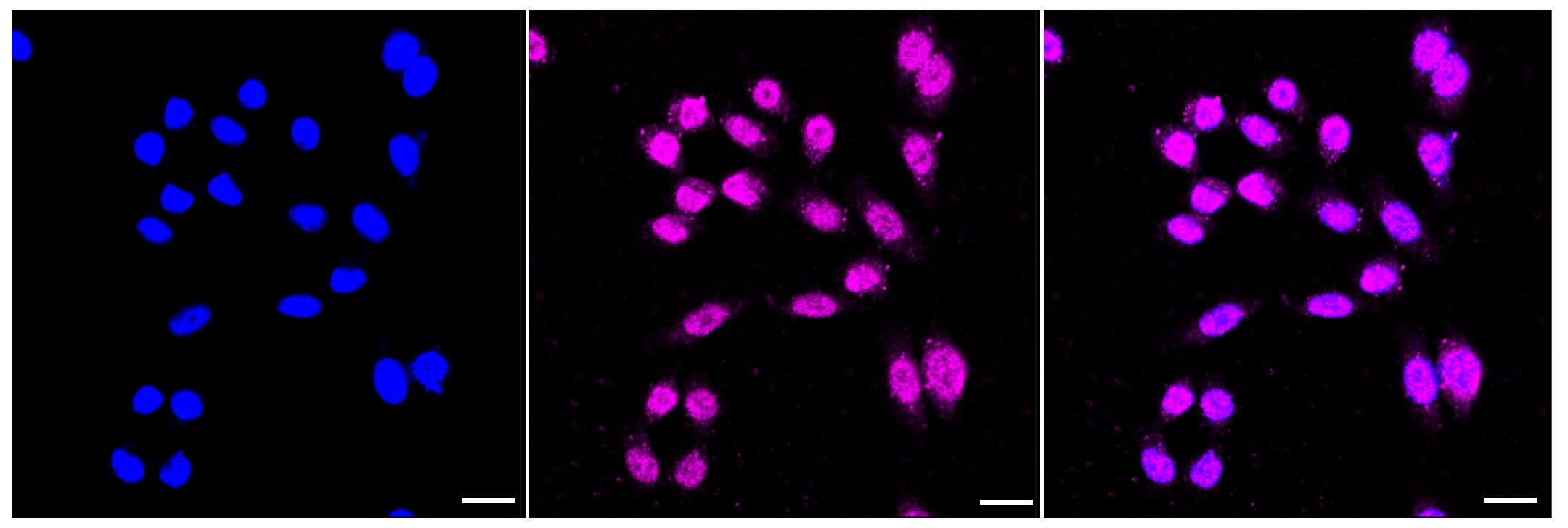 ALDH1A2 Antibody (23GB3640)