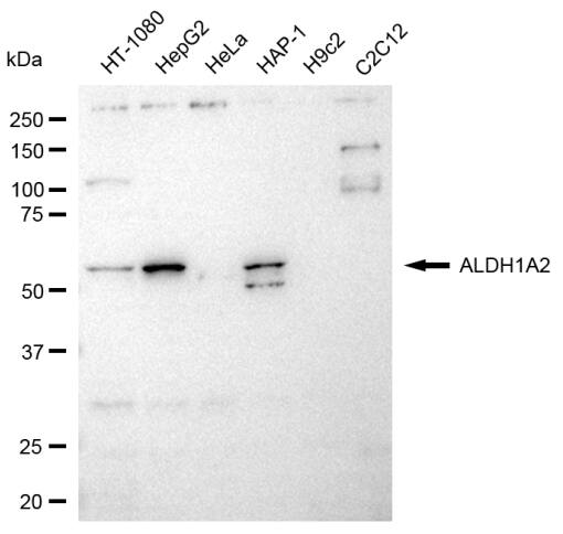 ALDH1A2 Antibody (23GB3640)