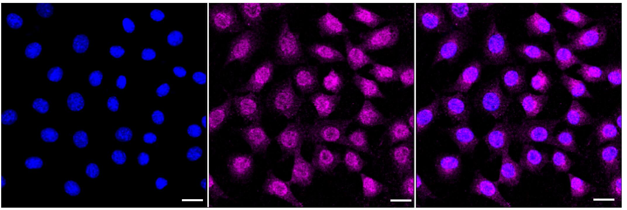 Biglycan Antibody (23GB3700)