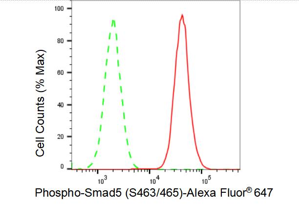 Smad5 [p Ser465] Antibody (23GB4075)