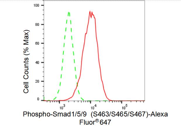 SMAD1/5/9 [p Ser467] Antibody (23GB4155)