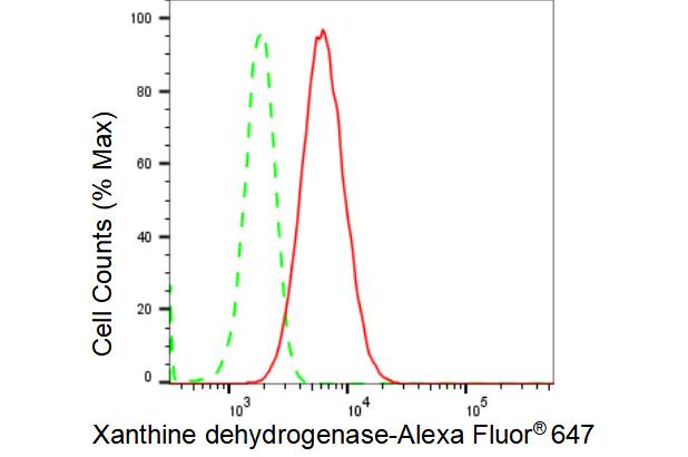 Xanthine Oxidase Antibody (23GB4265)