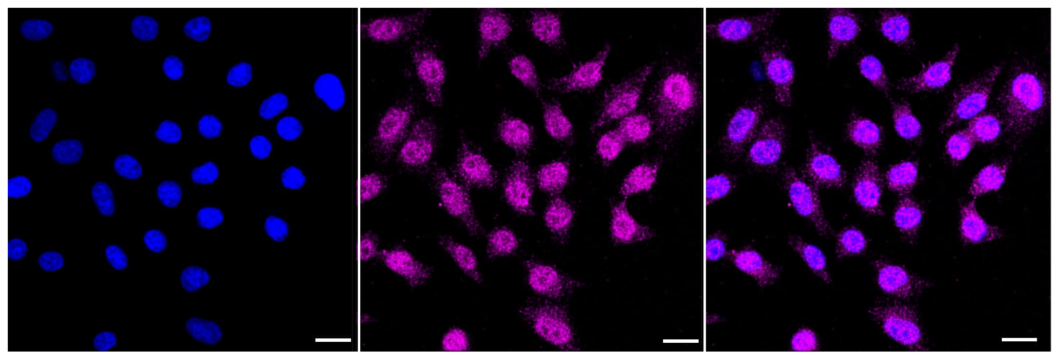 Xanthine Oxidase Antibody (23GB4265)
