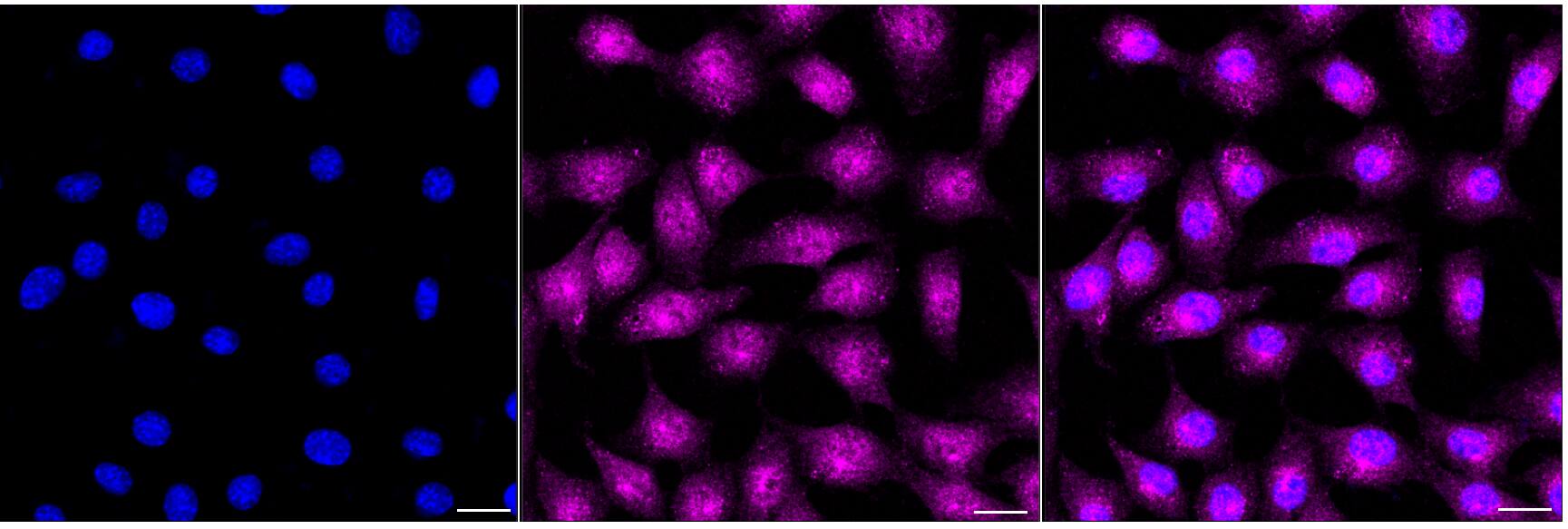 SOX1 Antibody (24GB2080)