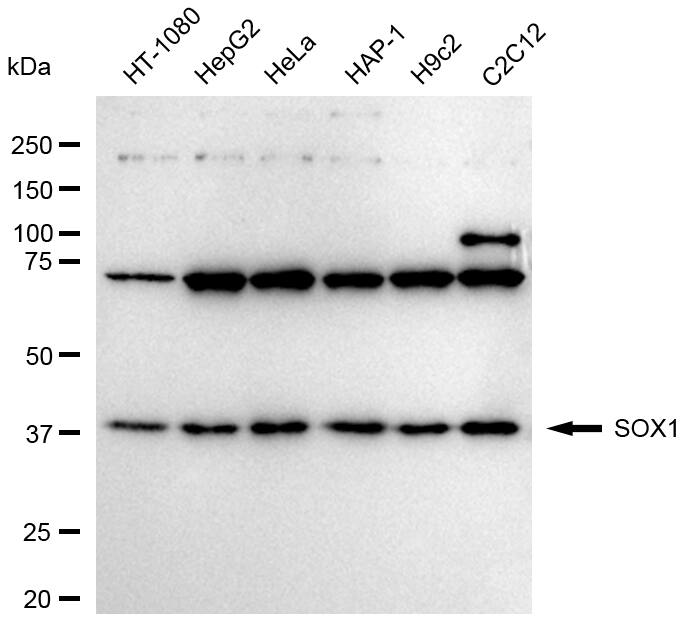 SOX1 Antibody (24GB2080)