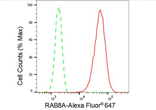 RAB8A Antibody (23GB4900)