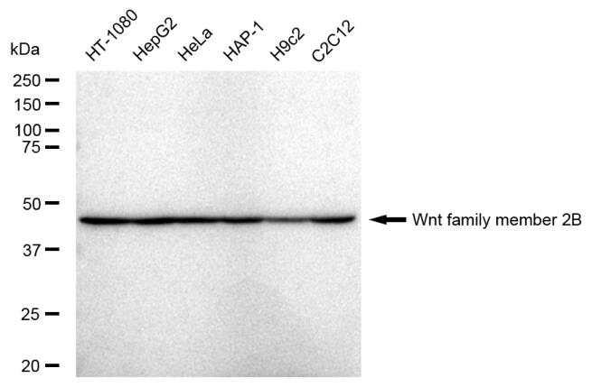 Wnt-2b Antibody (23GB4930)