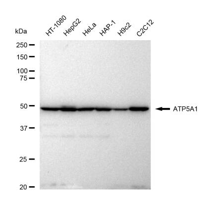 ATP5A Antibody (23GB4850)