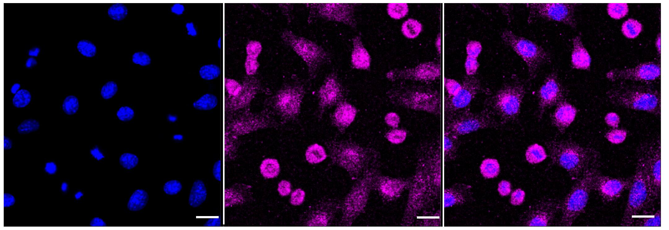 DNAJC15 Antibody (23GB5160)