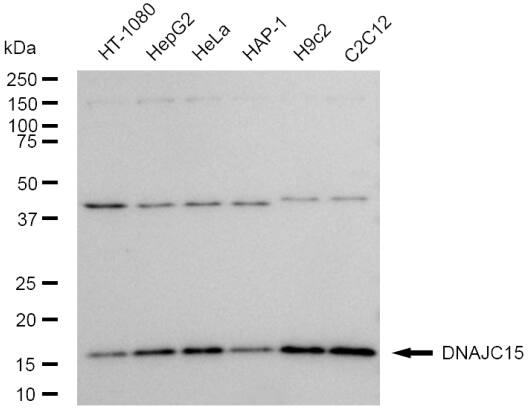 DNAJC15 Antibody (23GB5160)