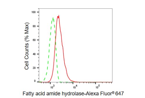 FAAH Antibody (23GB5355)