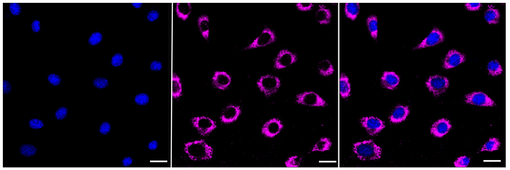 FAAH Antibody (23GB5355)