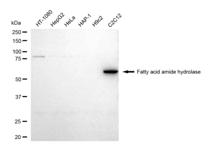 FAAH Antibody (23GB5355)
