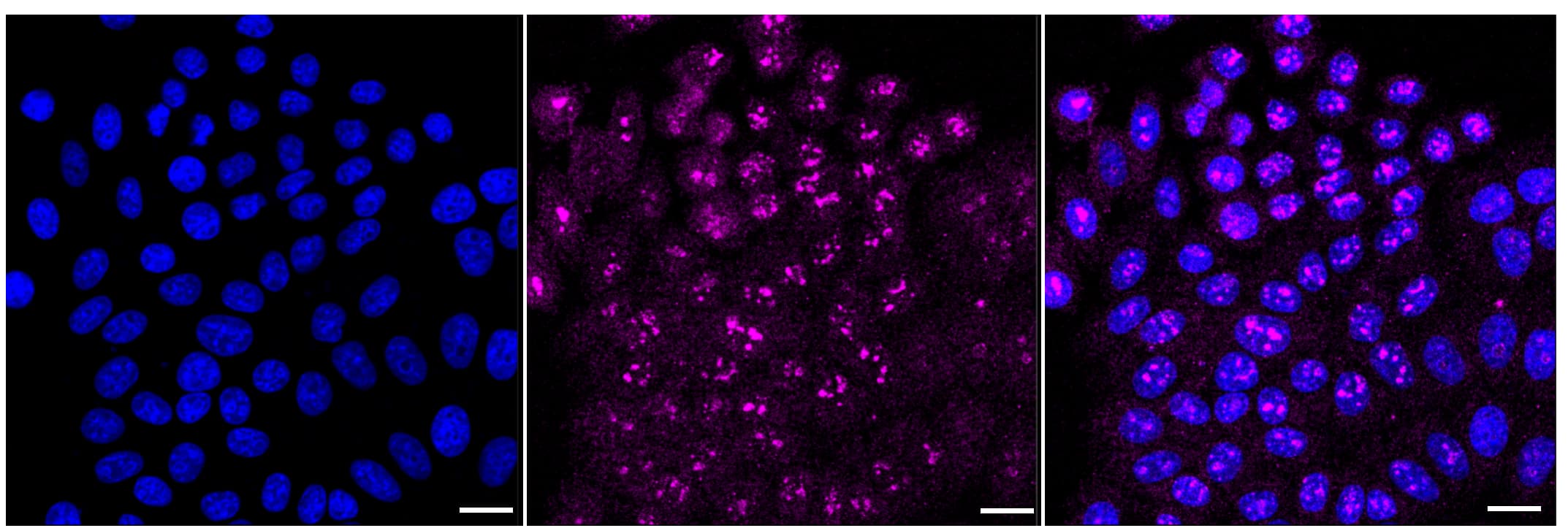 Filamin A Antibody (23GB5430)