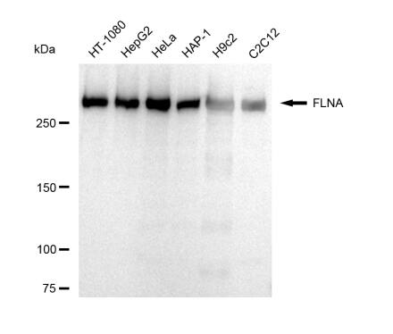 Filamin A Antibody (23GB5430)