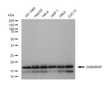 GABARAP Antibody (23GB5490)
