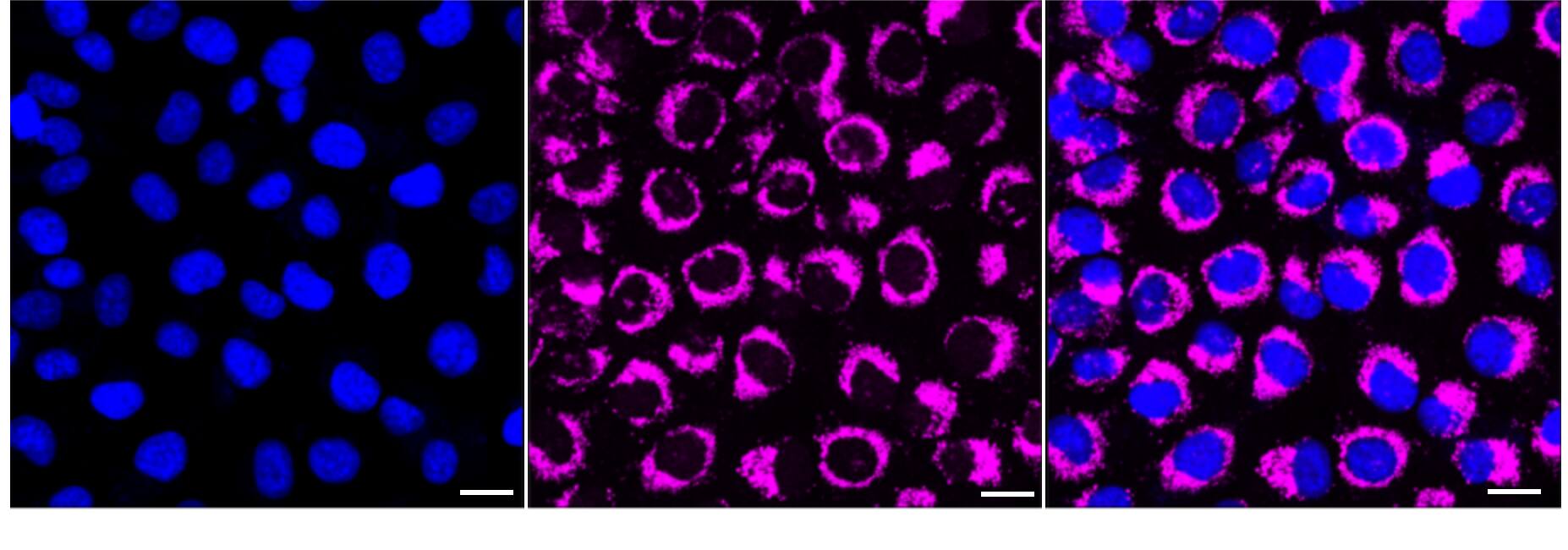 mtTFA Antibody (24GB4085)